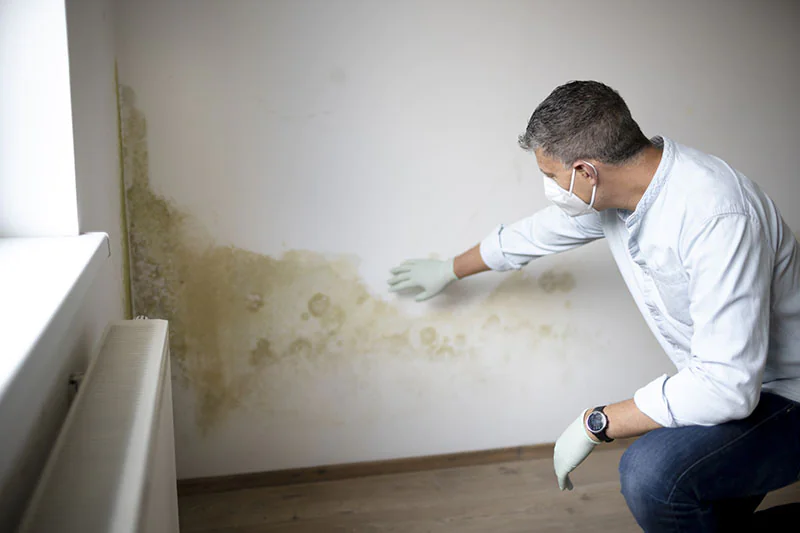 Mold Mediation