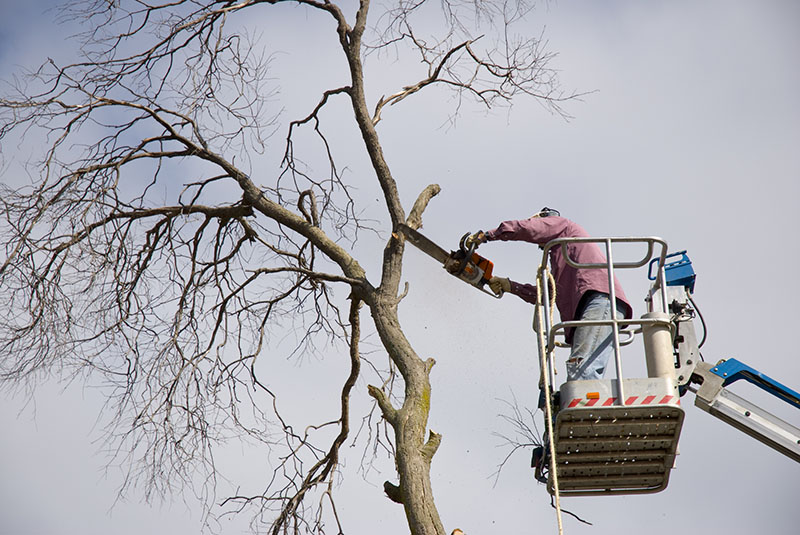 Tree Removal